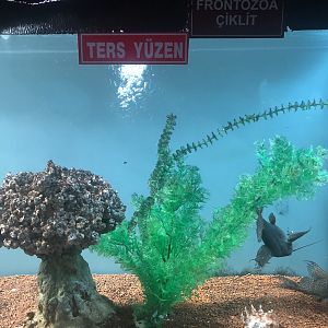 Upside-down catfish (?) tank at the Ankara Domestic Animals Park