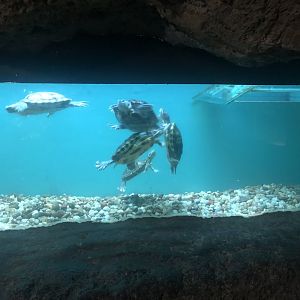 Red-eared Slider Tank at the Ankara Domestic Animals Park