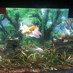 Goldfish Tank at the Ankara Domestic Animals Park