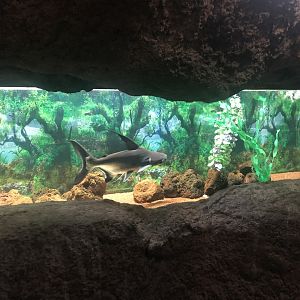 Freshwater “Shark” Tank at the Ankara Domestic Animals Park