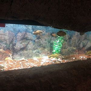 Oscar, and Sunshine (?) Catfish at the Ankara Domestic Animals Park