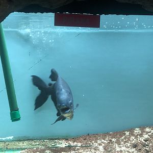 “Piranha” at the Ankara Domestic Animals Park