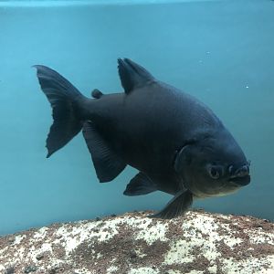 Pacu at the Ankara Domestic Animals Park