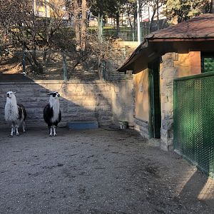Llamas at the Ankara Domestic Animals Park