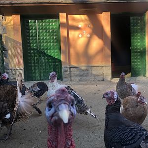 Overstocked Turkey Enclosure at the Ankara Domestic Animals Park
