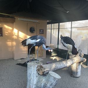 Inside the Crane Cage at the Ankara Domestic Animals Park