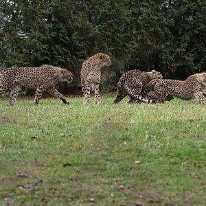 Cheetah Family