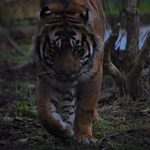 Asim - Sumatran tiger