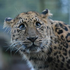 Amur Leopard 01/01/2023