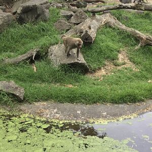 Female Hamadryas baboon (Papio hamadryas)