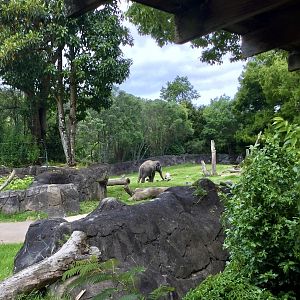Back Paddock (Indian elephant)