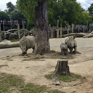 Southern white rhinoceros family