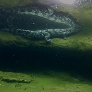 Sumpit - Female False gharial on ledge