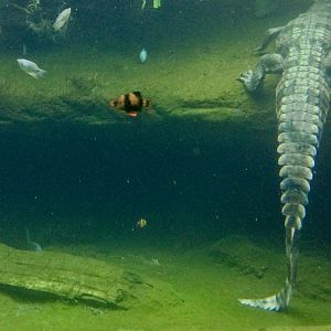 Malu - female False gharial - tail