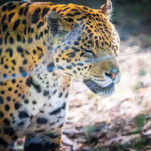 Luca the male Jaguar