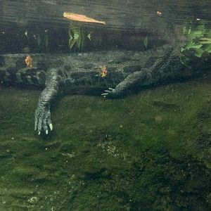 Malu - female False gharial (Tomistoma schlegelii)