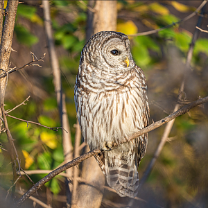Barred Owl