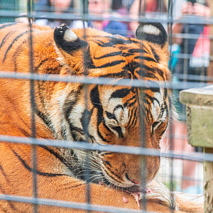 Storm the male Amur Tiger