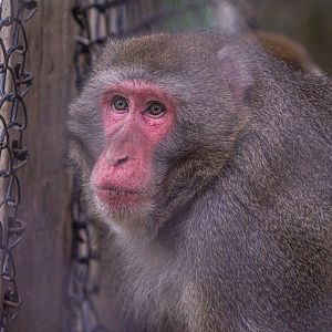 Japanese Macaque