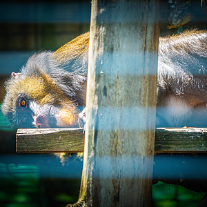 Coco the female Mandrill