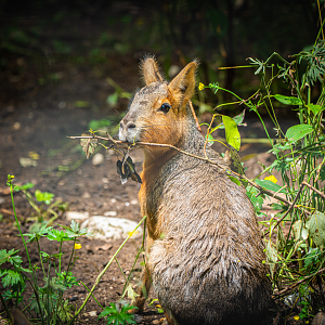 Patagonian Mara