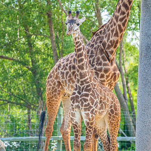 Matumaini the baby boy Masai Giraffe
