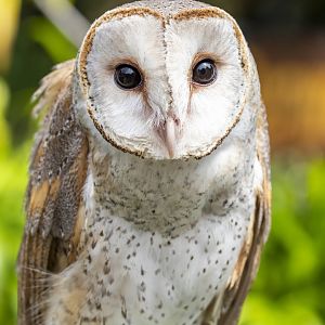 barn owl (Tyto alba)