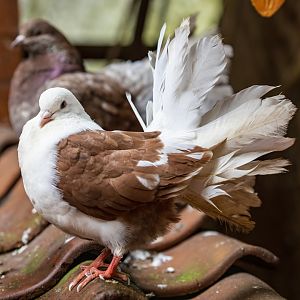 The Fantail pigeon