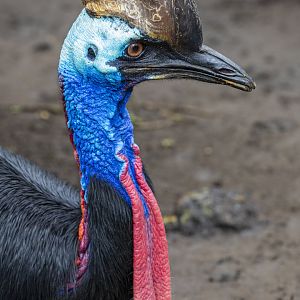 Southern cassowary (Casuarius casuarius)