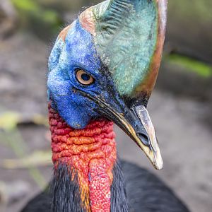 Northern cassowary (Casuarius unappendiculatus)