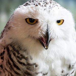 Snowy owl (Bubo scandiacus)