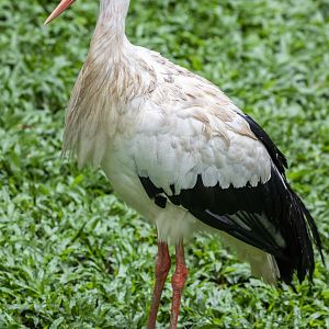 white stork (Ciconia ciconia)