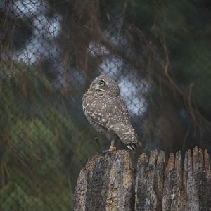 Burrowing owl/ Athene cunicularia