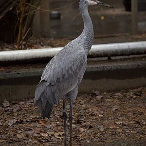 Sandhill crane/ Antigone canadensis