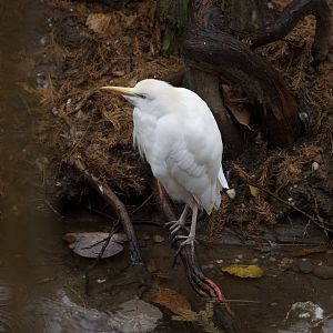 Western cattle egret/ Bubulcus ibis