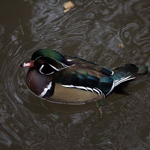 Wood Duck/ Aix sponsa