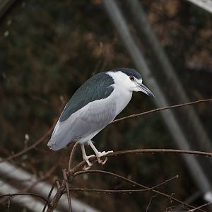Black-crowned night heron/ Nycticorax nycticorax
