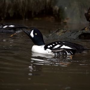 Barrow's goldeneye/ Bucephala islandica