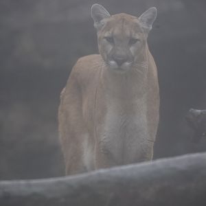 Mountain lion/ Puma concolor