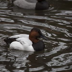 Canvasback/ Aythya valisineria