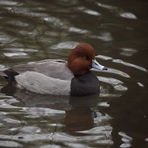 Redhead/ Aythya americana
