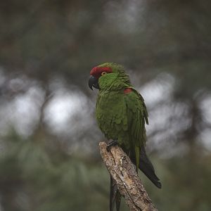 Thick-billed parrot/ Rhynchopsitta pachyrhyncha