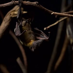Straw Fruit Bat/ Eidolon helvum