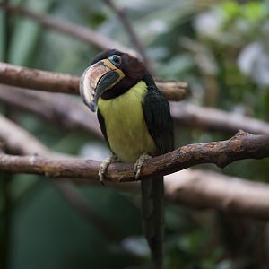 Lettered Aracari/ Pteroglossus pluricinctus