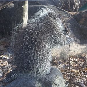 North American Porcupine/ Erethizon dorsatum
