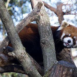 Chinese red panda/ Ailurus styani