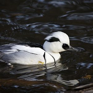Smew/ Mergellus albellus