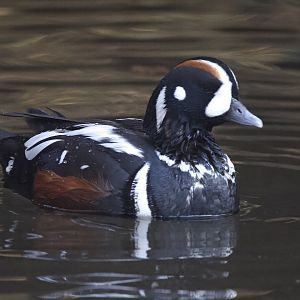 Harlequin duck/ Histrionicus histrionicus