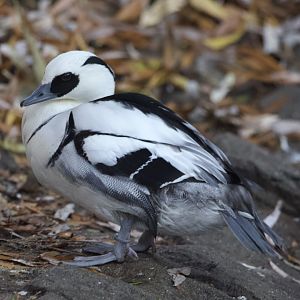 Smew/ Mergellus albellus