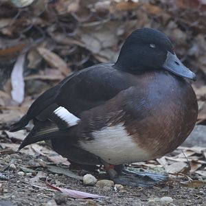 Baer’s Pochard/ Aythya baeri